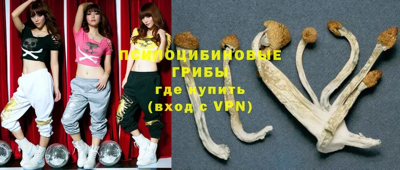 продажа наркотиков  Ярославль  Галлюциногенные грибы Psilocybe 